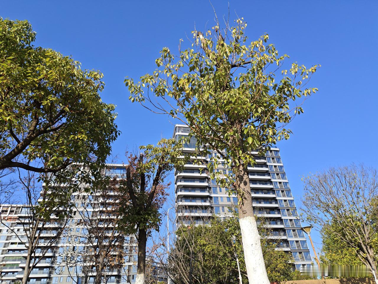 城市绿意盎然，高楼与自然和谐共存。城市风光 城市风光秀丽 自然城市风光 城市休闲