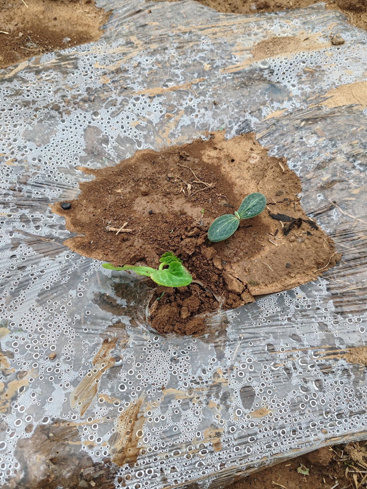 分享一下你随手拍下的照片