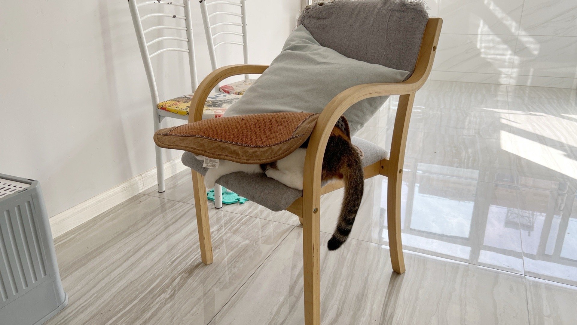 来玩躲猫猫哟🐱 ​​​