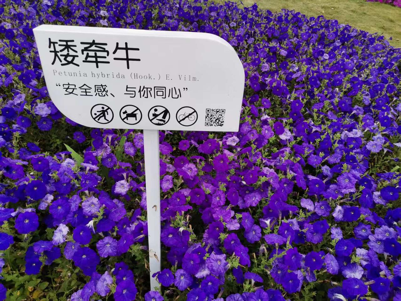 听话！千万别轻易辞职，只要公司给开工资，不开除你，你就跟他熬！我53岁了，退休金