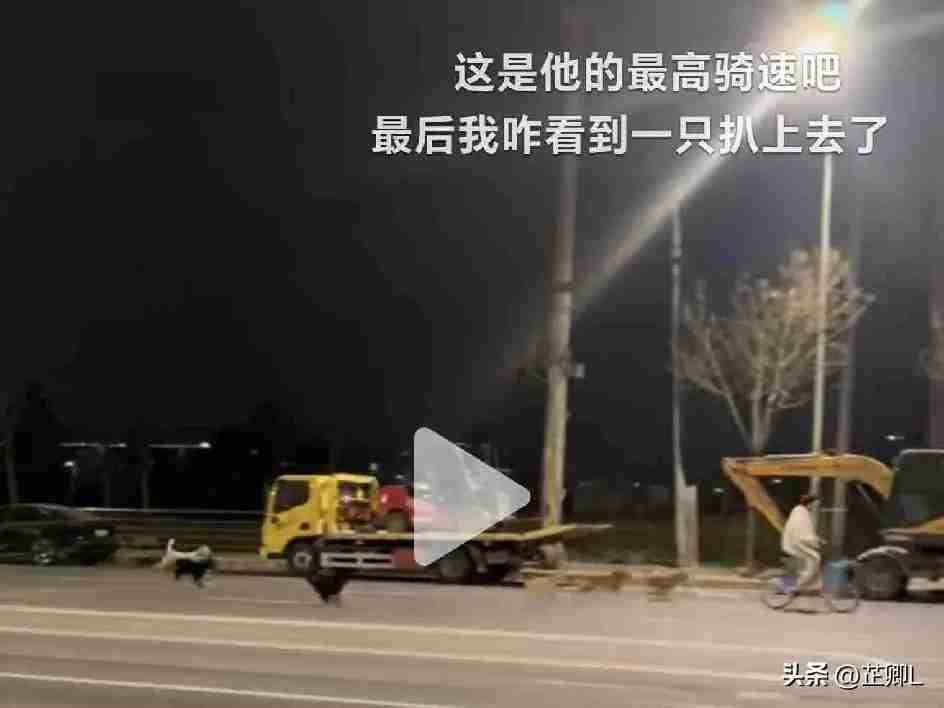 北京海淀某小区附近二三十只流浪狗聚集，追逐骑行者。网友：该骂弃养的主人还是投喂的