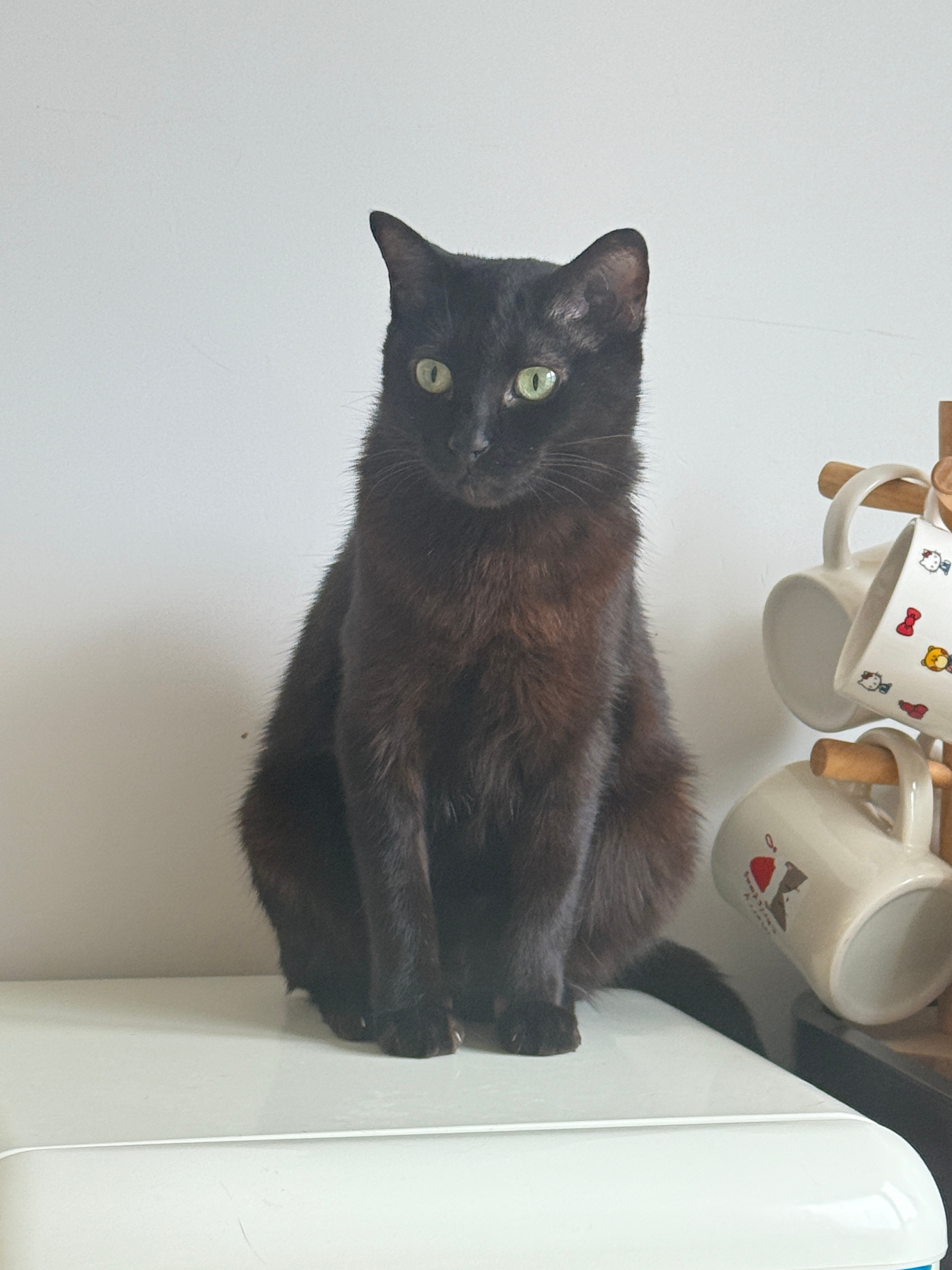 黑奈儿刚出院的时候体重是3.4kg，瘦的剩下一把骨头，走路都没力气好嘛，今天称4