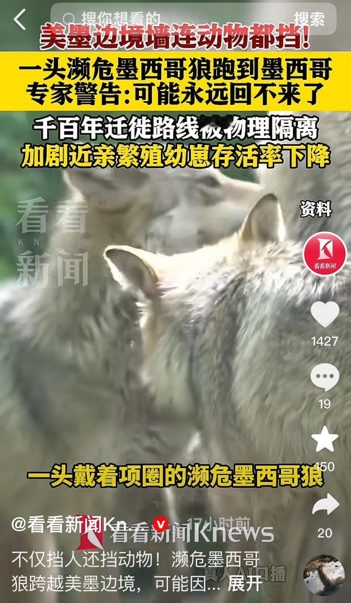 美国官方近日确认，一头佩戴监测项圈的墨西哥狼成功跨过美墨边境进入墨西哥，专家却直