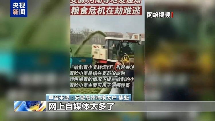 真相来了丨“一亩青小麦卖1500元” 别信！专家：亏本还违法