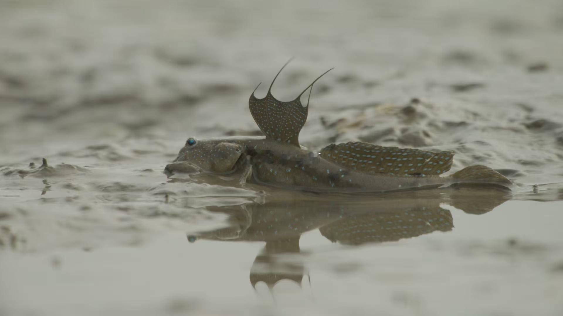 BBC镜头里的野性广东    BBC镜头书写广东自然诗篇。每一帧都是对这片土地最