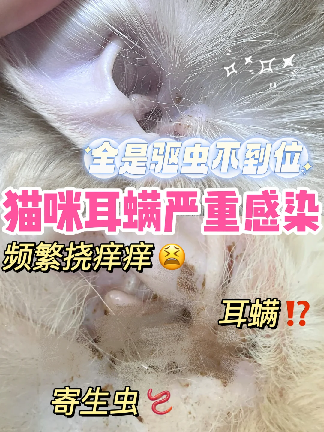 猫咪有耳螨耳朵堵死了？赶紧驱虫啊啊啊！