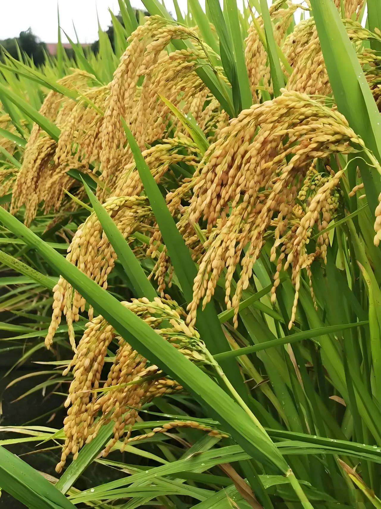 带了一株去学校，
小朋友没一个认识的，
有没有连家长都不认识的？