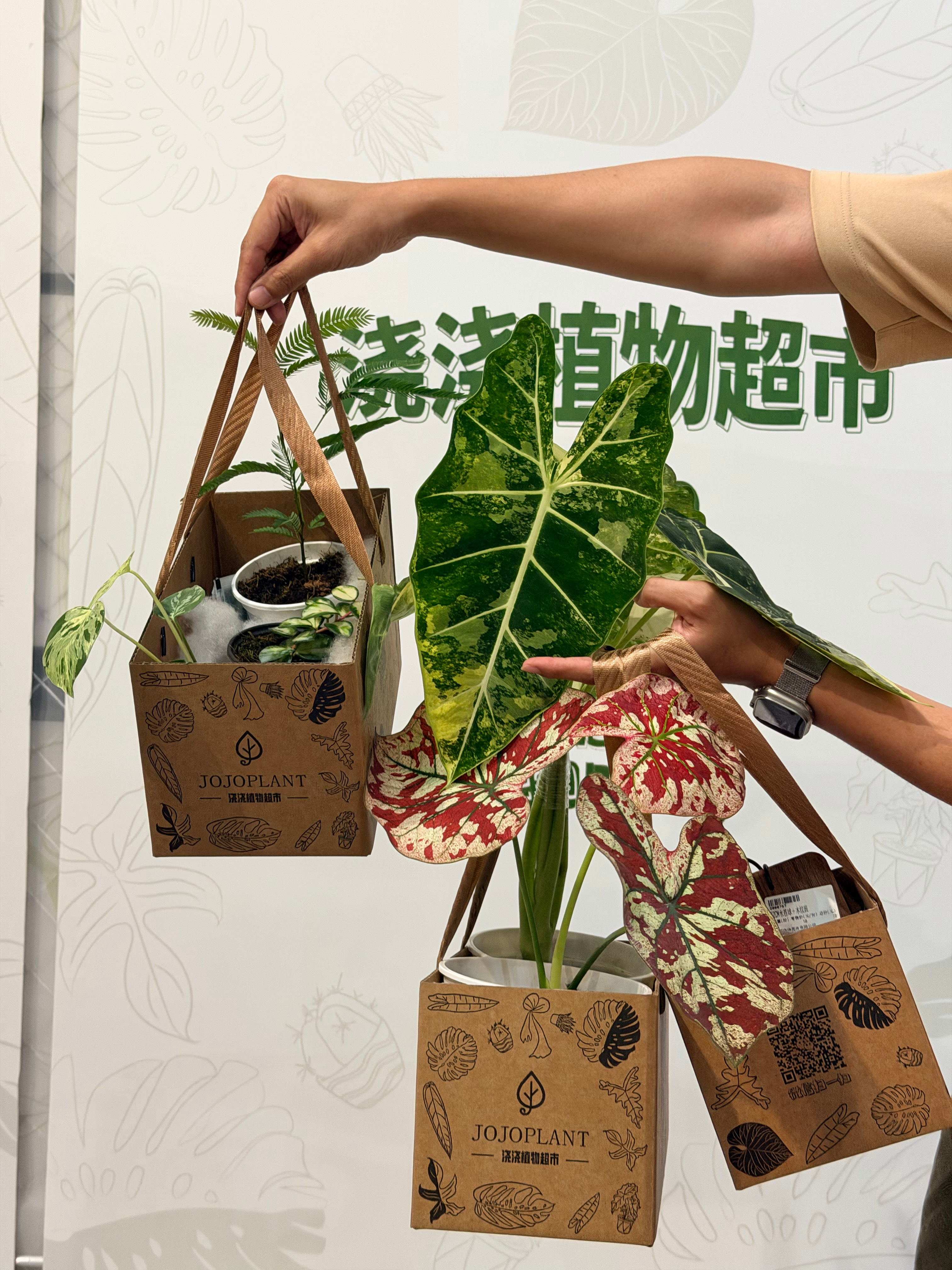 昨天去了浇浇植物超市的快闪，收获满满！！好久不买植物了，搬家的时候舍弃了很多养了