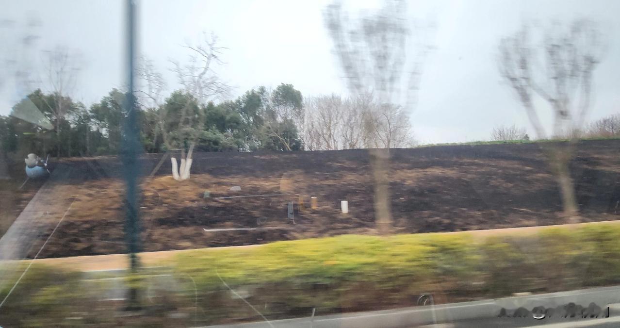 现场｜南京溧水溧东大道恒大周边草皮见烧灼痕迹

2月25日，笔者途经南京市溧水区