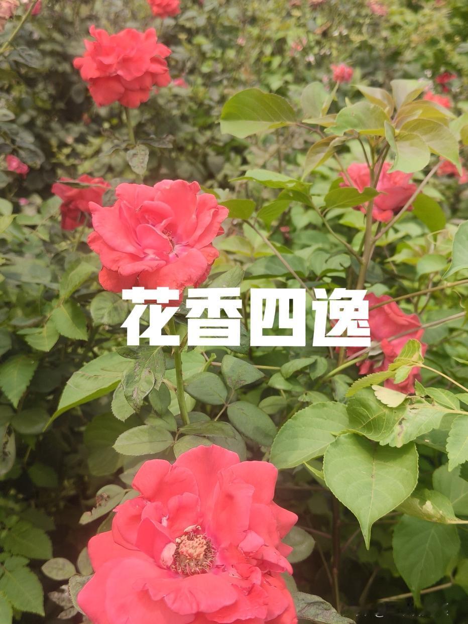 今天又是努力的一天，
闻着美丽的花香，
顿感神采飞扬。
继续加油，
坚持打卡！