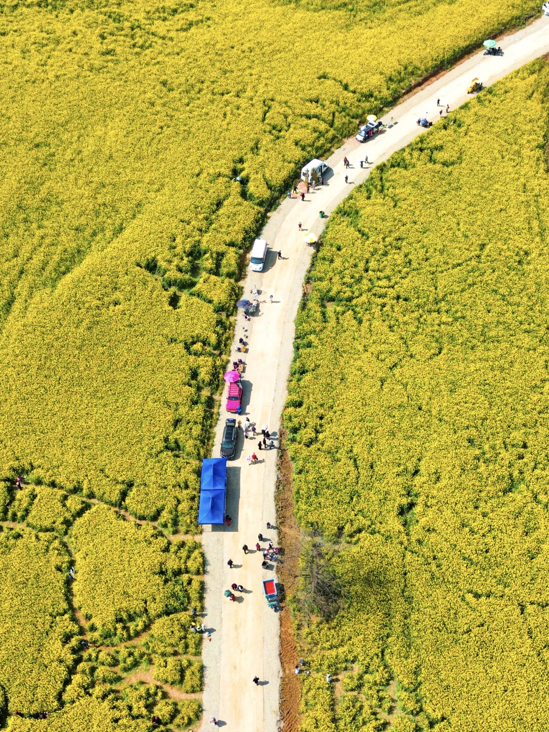 3.13实拍！武汉蔡甸油菜花海鲨疯了！免费！