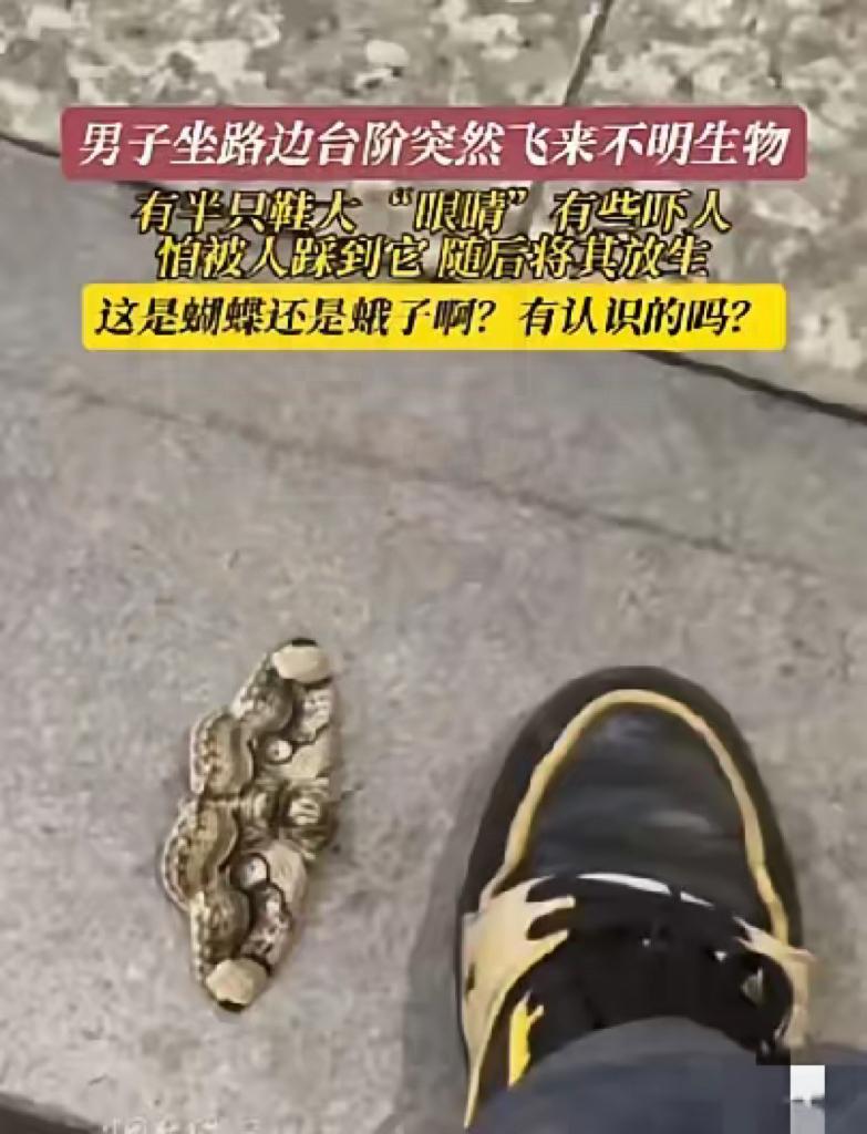 谁懂啊！放走半只鞋大的虫子，竟错失58万！”福建大哥这波操作，网友看完都替他拍大