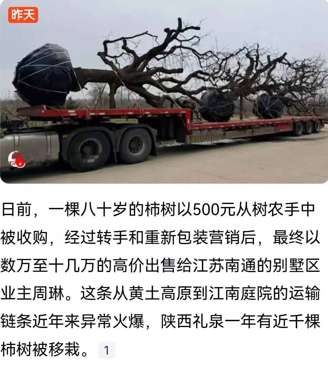 黄土高原的泥土还没抖落干净，一棵八十岁高龄的柿树就已经扎根在江南庭院的精致红土里