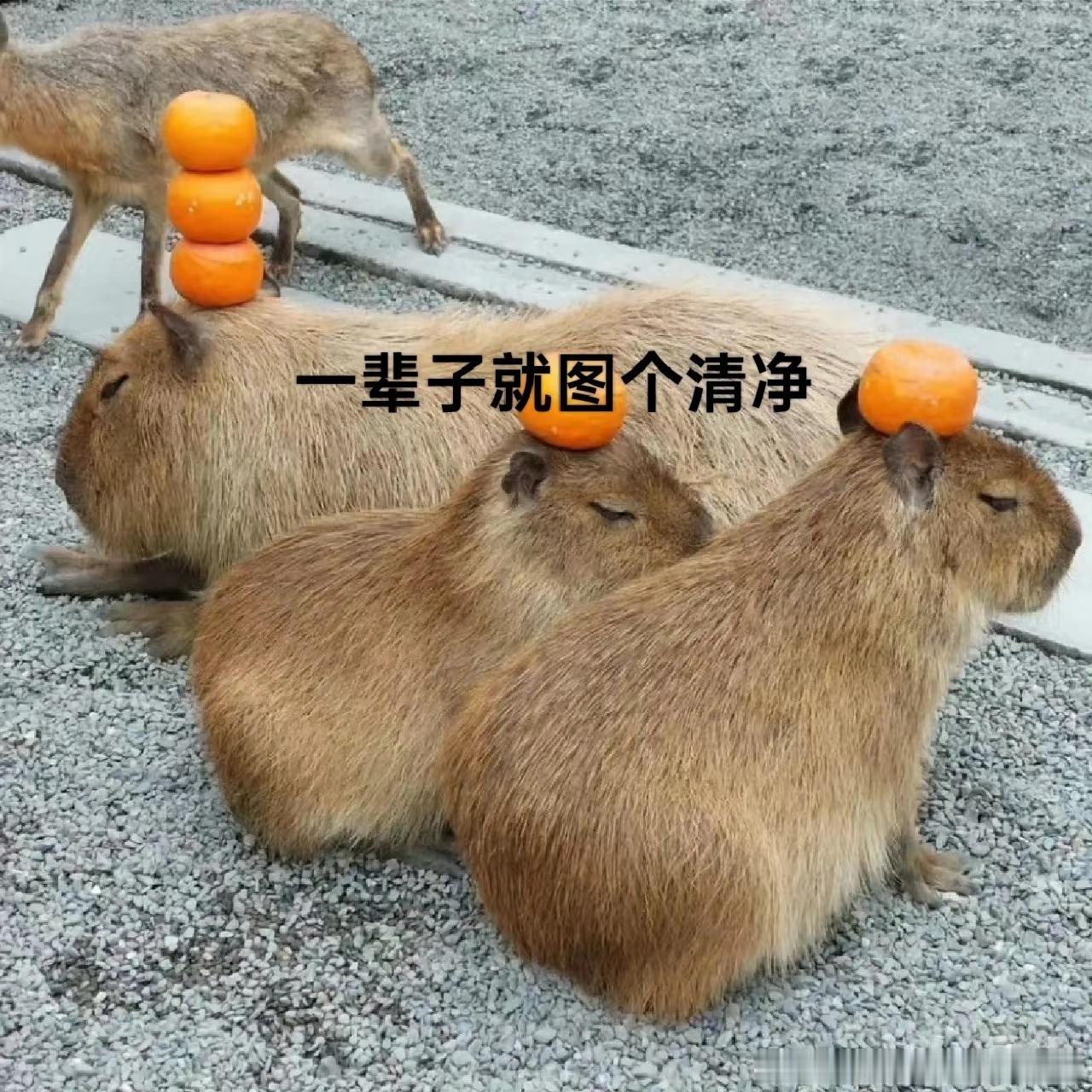 丁程鑫托周柯宇下巴张凌赫提丁程鑫狐狸耳朵张凌赫我最讨厌事后道歉 开推这转场我反复