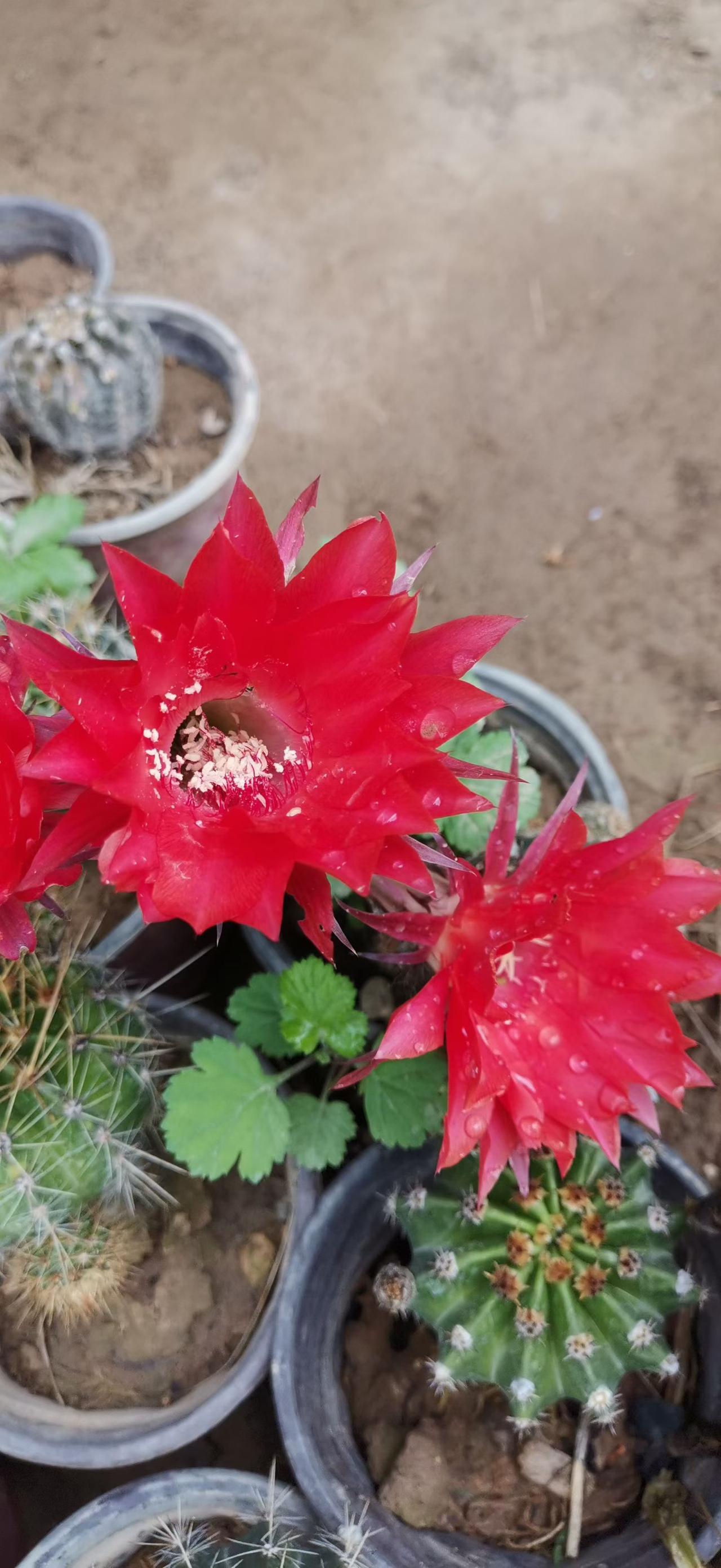 仙人掌的花，五彩缤纷[送自己一朵花][送自己一朵花][送自己一朵花]