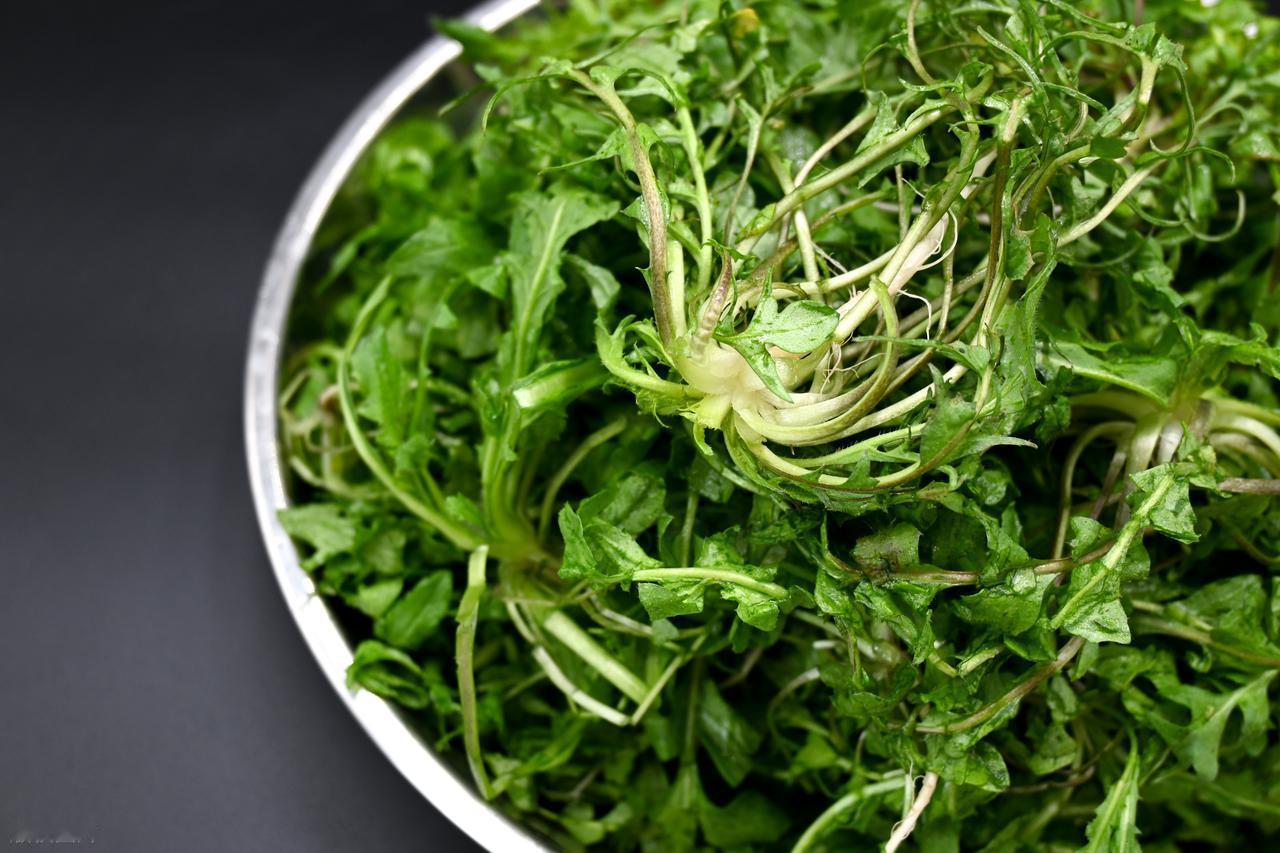 荠菜再次成为关注对象！医生提醒：吃荠菜时，千万多留意这几点！

荠菜这种常见野菜