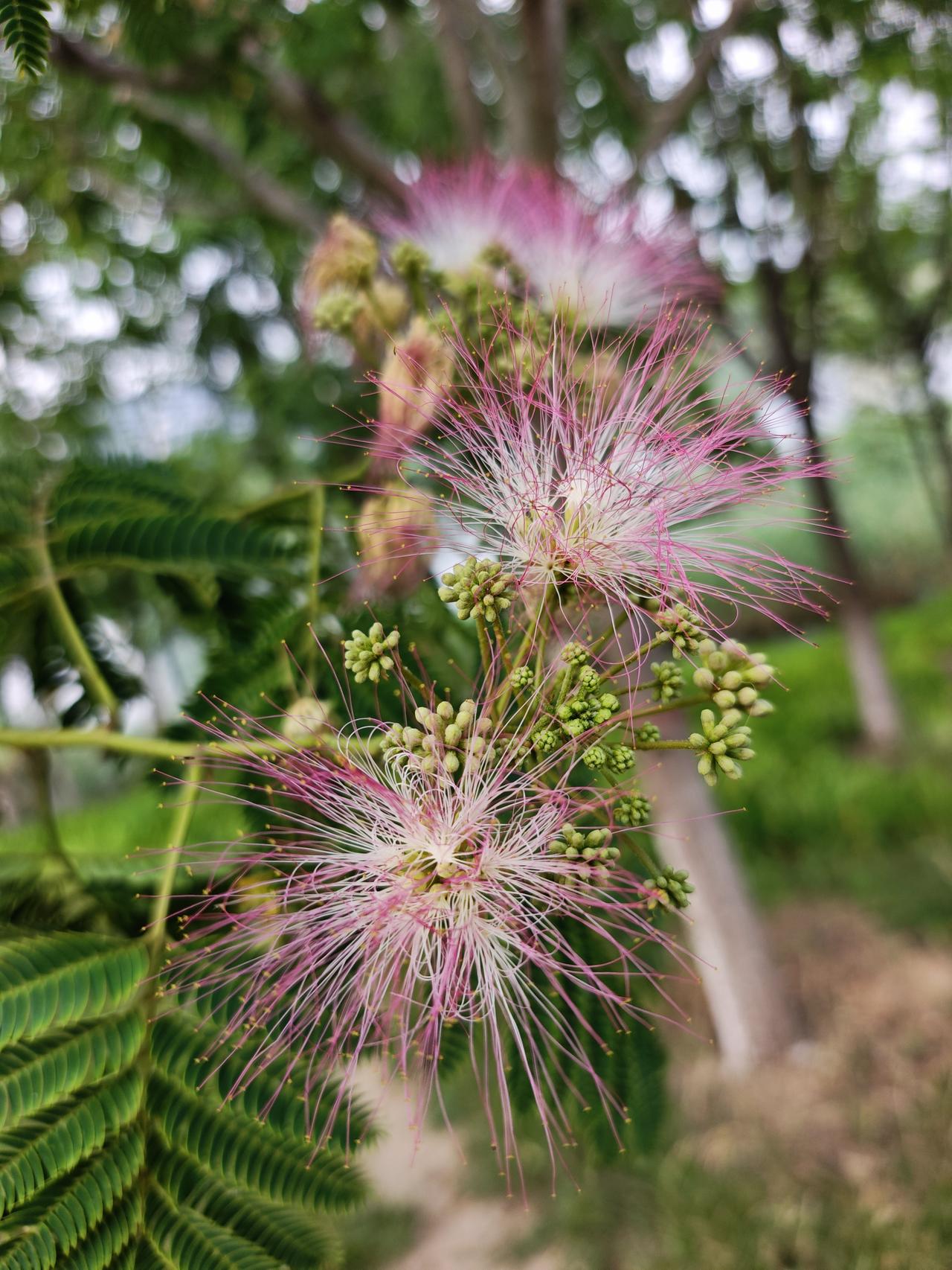 分享你手机拍的花朵