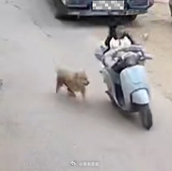 #女子养狗未系绳致人受伤被拘留5天#近日，贺州平桂一女子在仓库附近正常骑行时，被