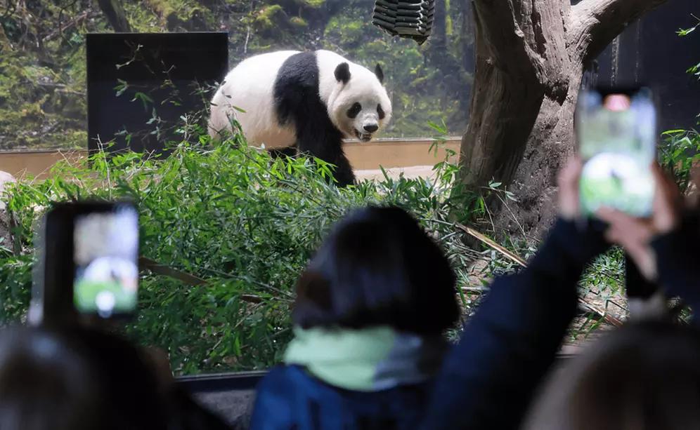 最后一天打卡上班！旅日熊猫晓晓蕾蕾后天回国，万人送别戳中亿万人软肋
 
1月25