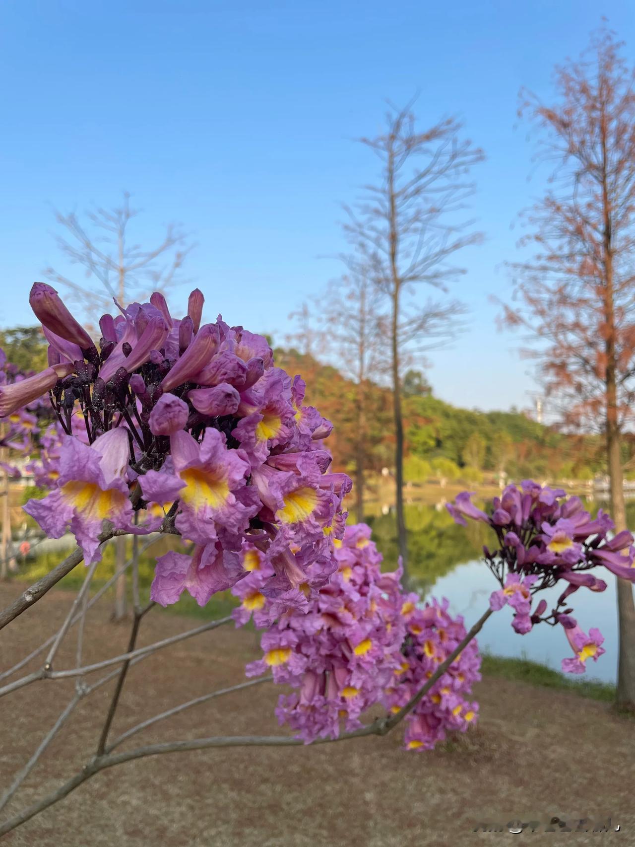 春日旅行，怎能错过东莞植物园？走进园内，风里都弥漫着清新花香。
湖边垂柳依依，嫩