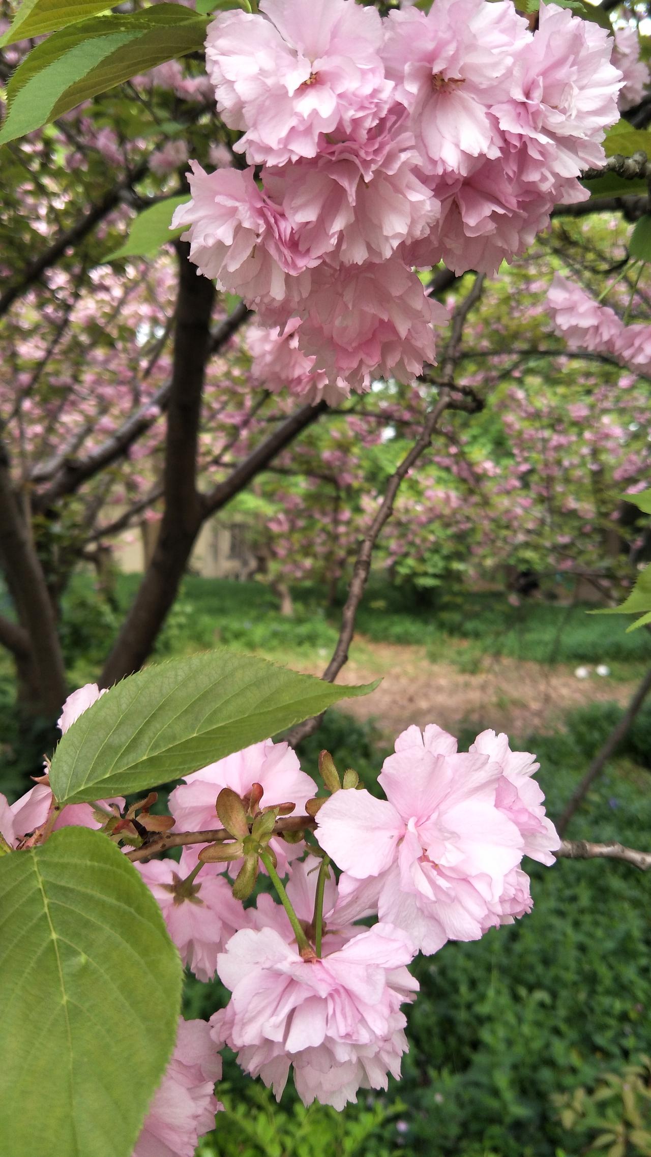 旧日历已成昨，万千轻舟过，盼此岁今年日丽风和，此后人生天高海阔。