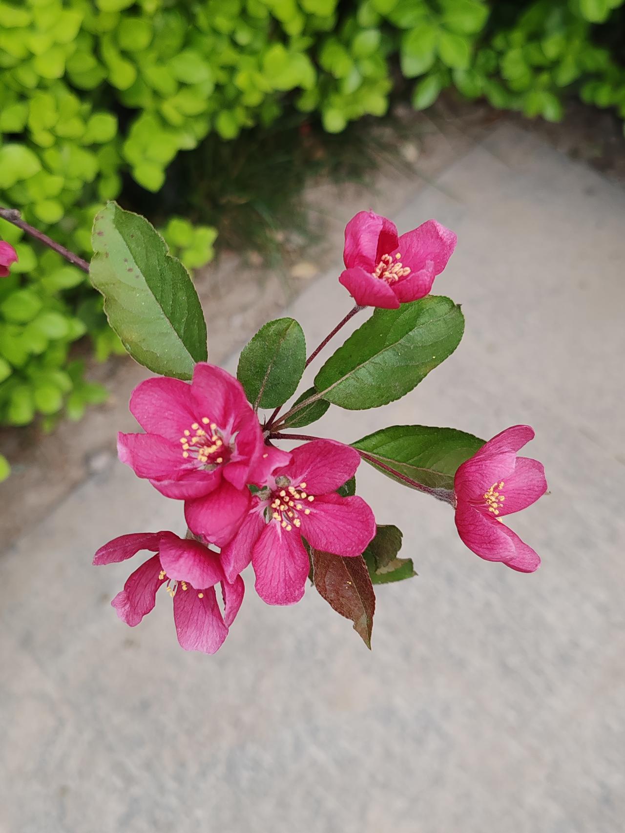 海棠花真的太让人着迷了！我们这的春天，到处都能看到海棠花的身影，小区楼下、公园、