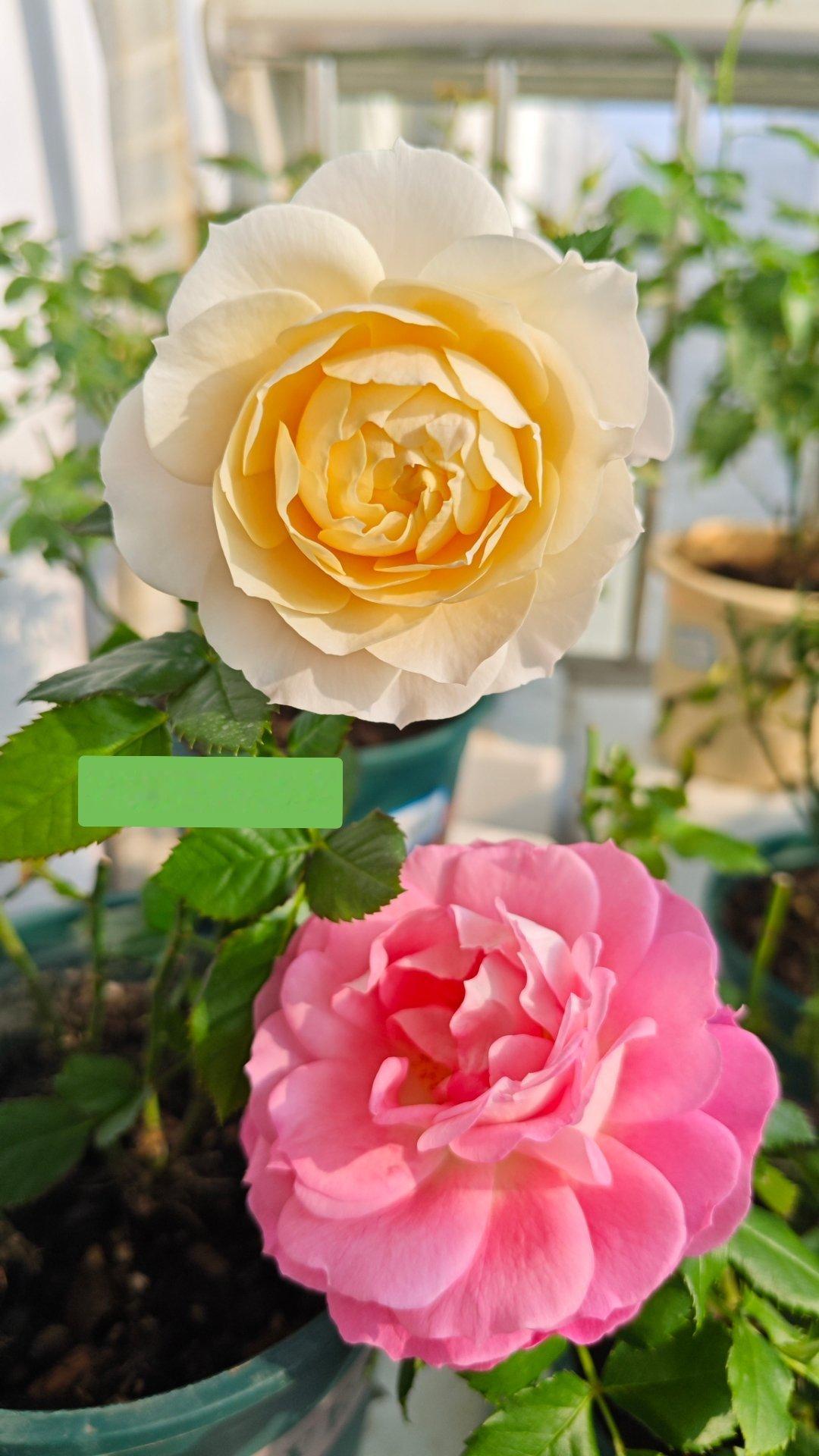 我的世界比你想的灿烂！