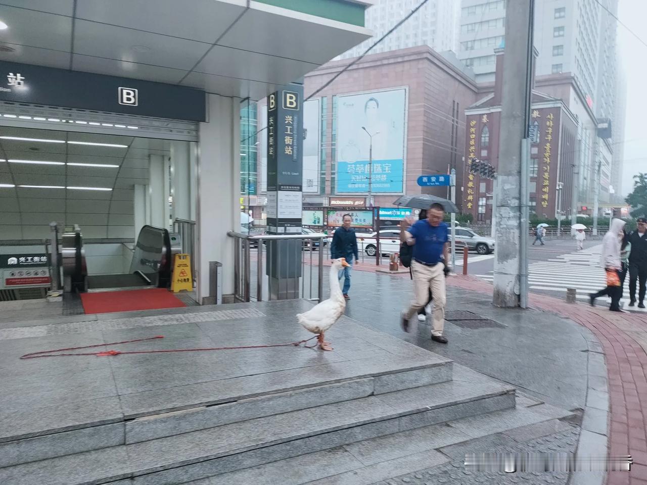 谁家的大鹅跑出来了呢？这是那天在地铁口遇见的一幕，看样是故意想引人注目，鹅身上还