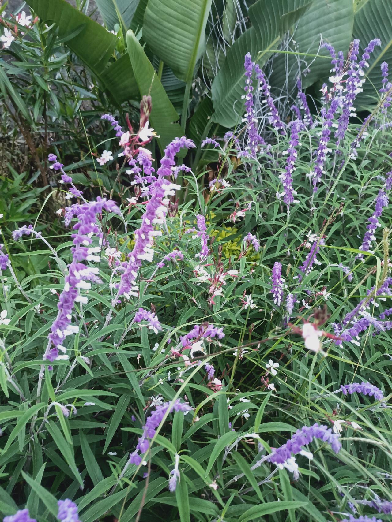 花朵随手拍