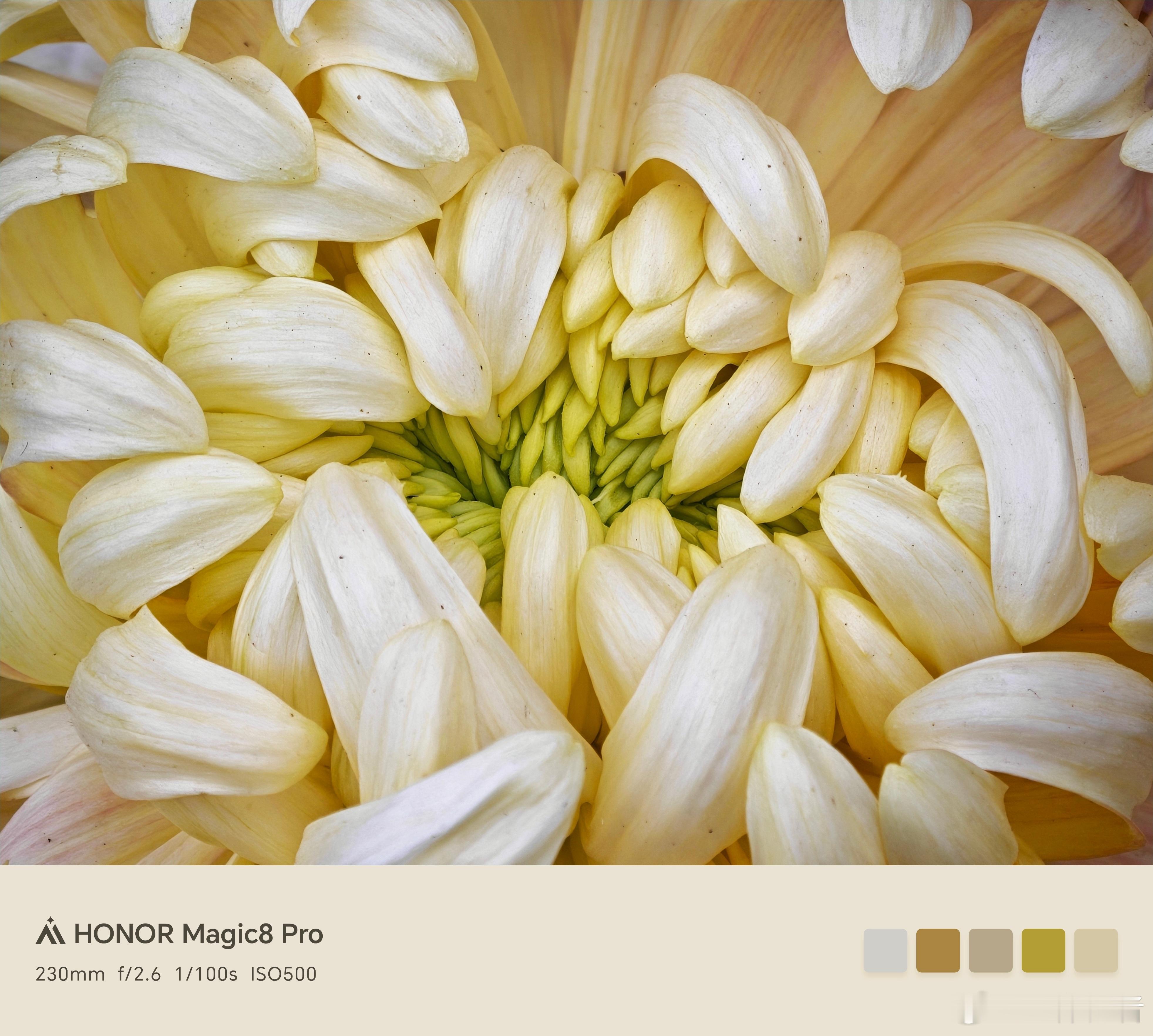 荣耀Magic8花开种花家镜头贴向花蕊,才懂花的浪漫;层层花瓣舒展,是它在时光里