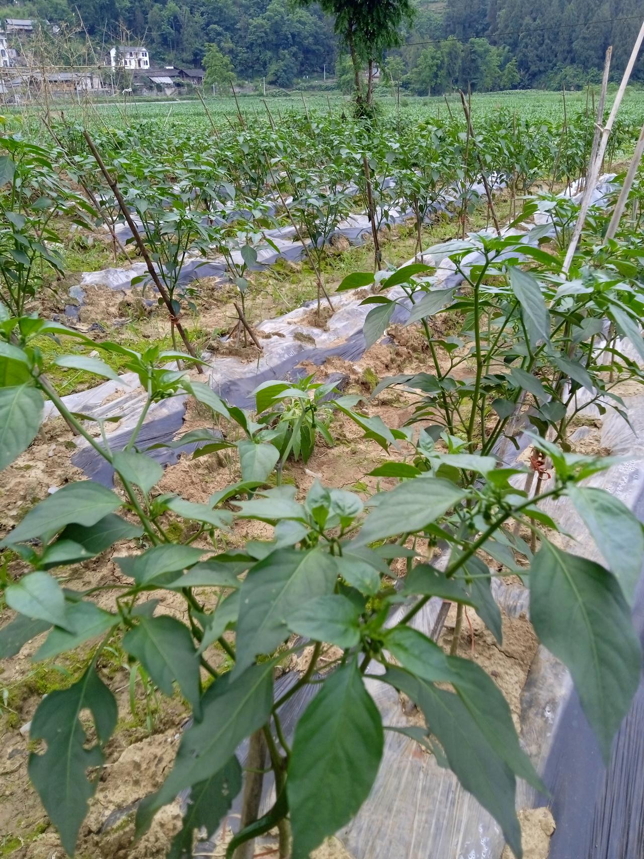 “我将于茫茫人海寻找我唯一之灵魂伴侣，得之，我幸，不得，我命。”
       