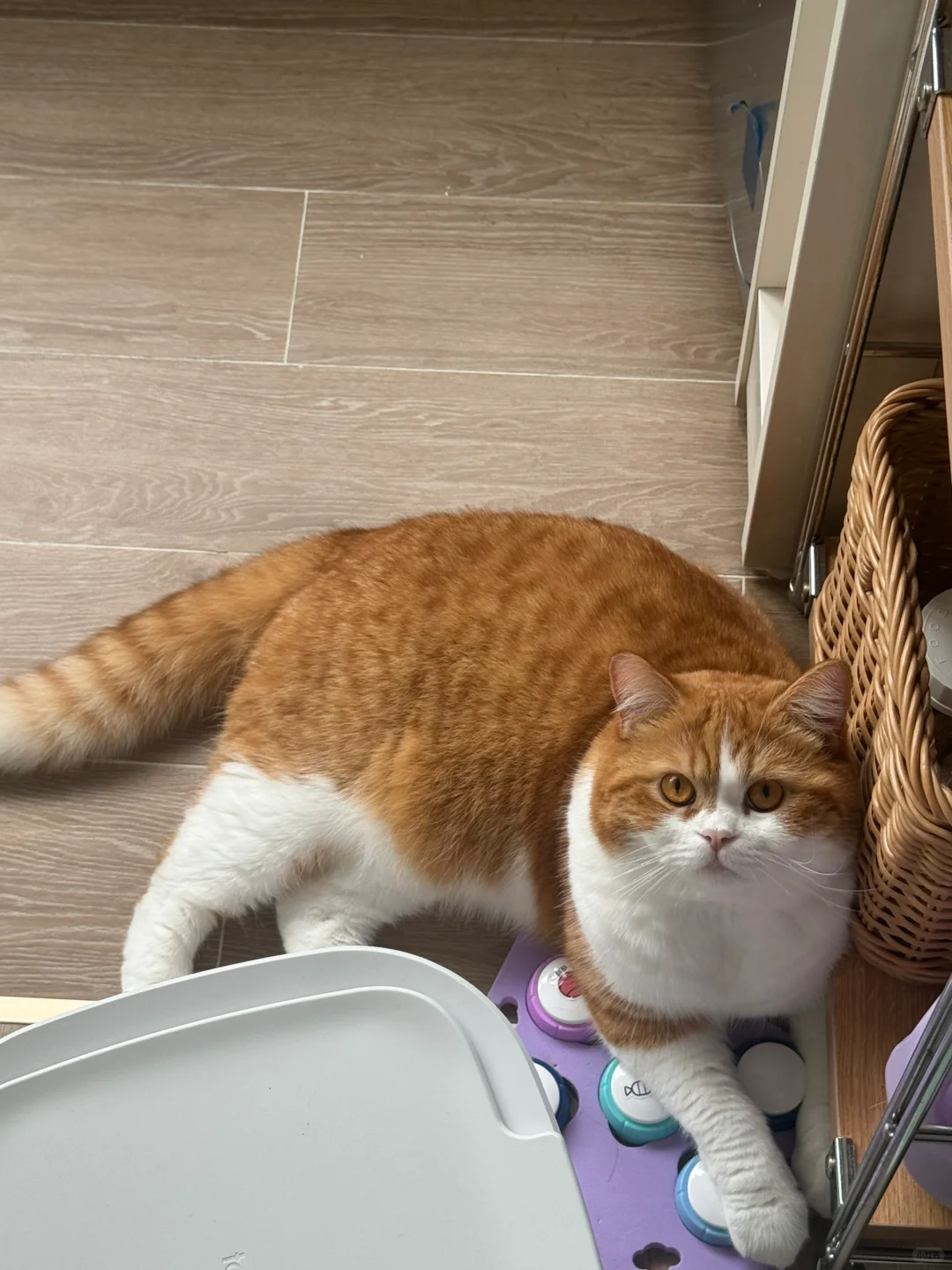 快被自己的猫烦死了 正常吗？