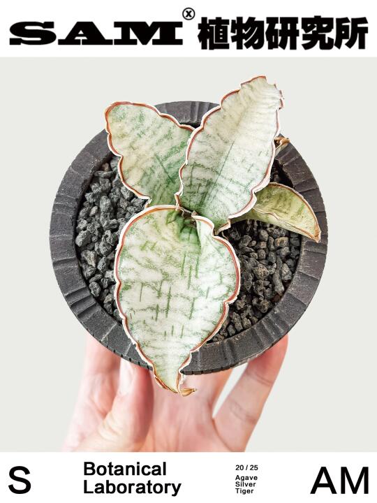 银虎｜Dracaena bacularis 'Silver Tiger'