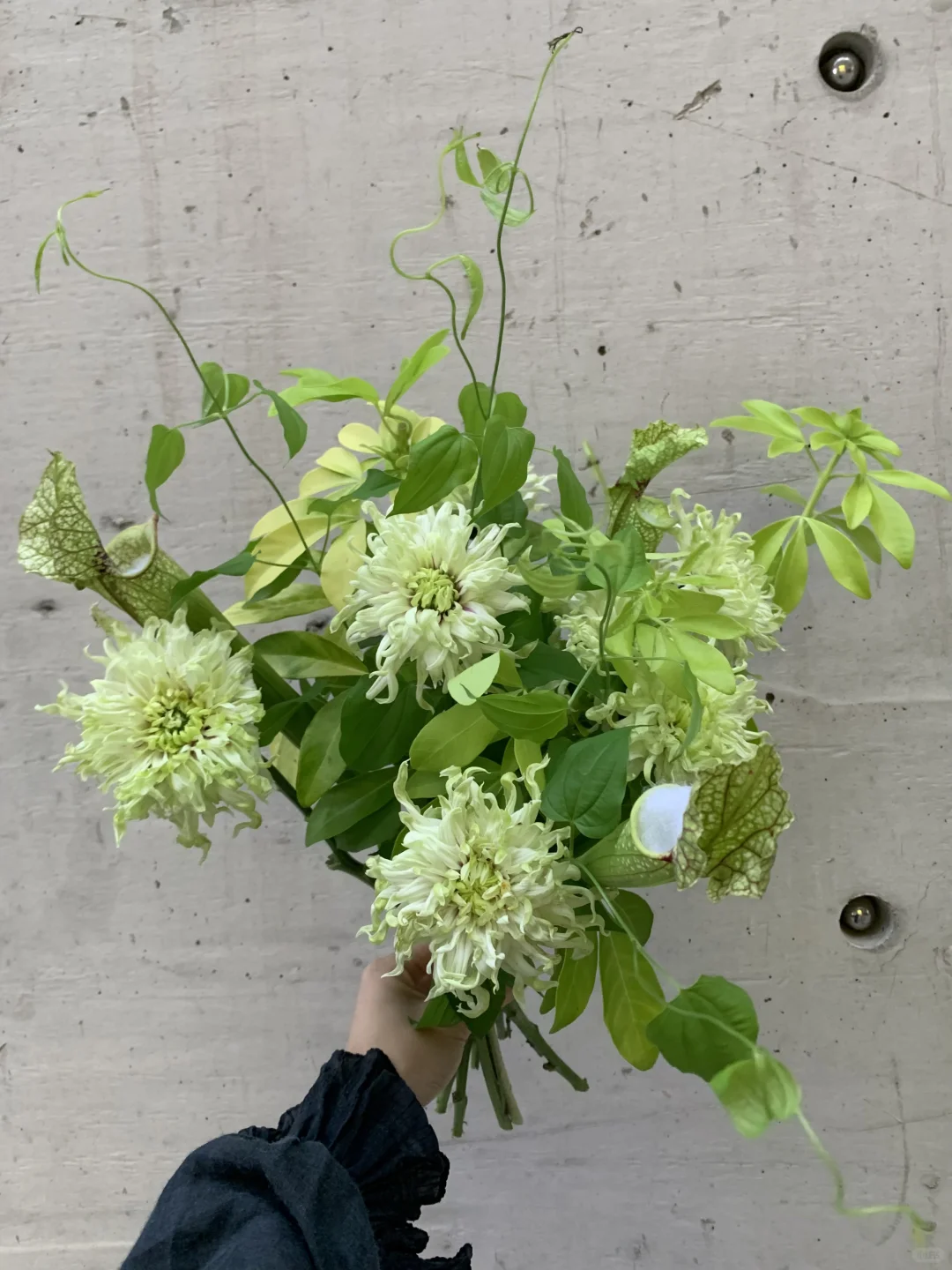 日本烟花菊