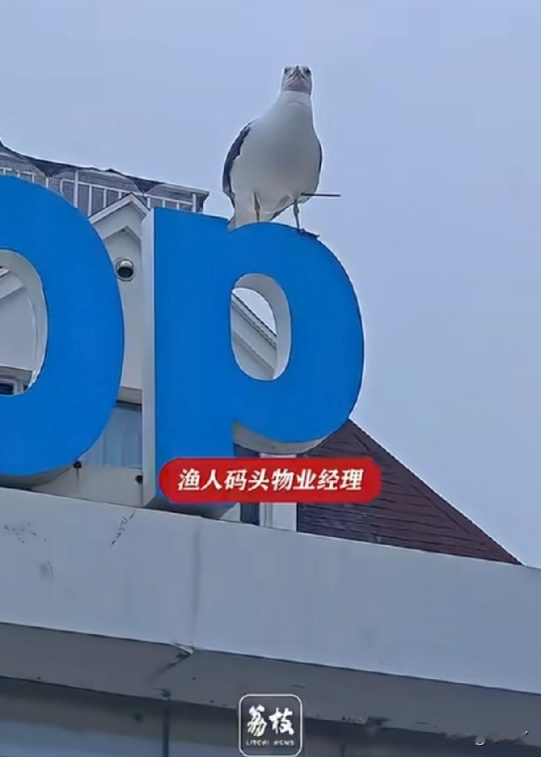 要知道，这个世界上坏人是一直存在的。

一只人畜无害的海鸥，能碍得着谁什么事儿啊