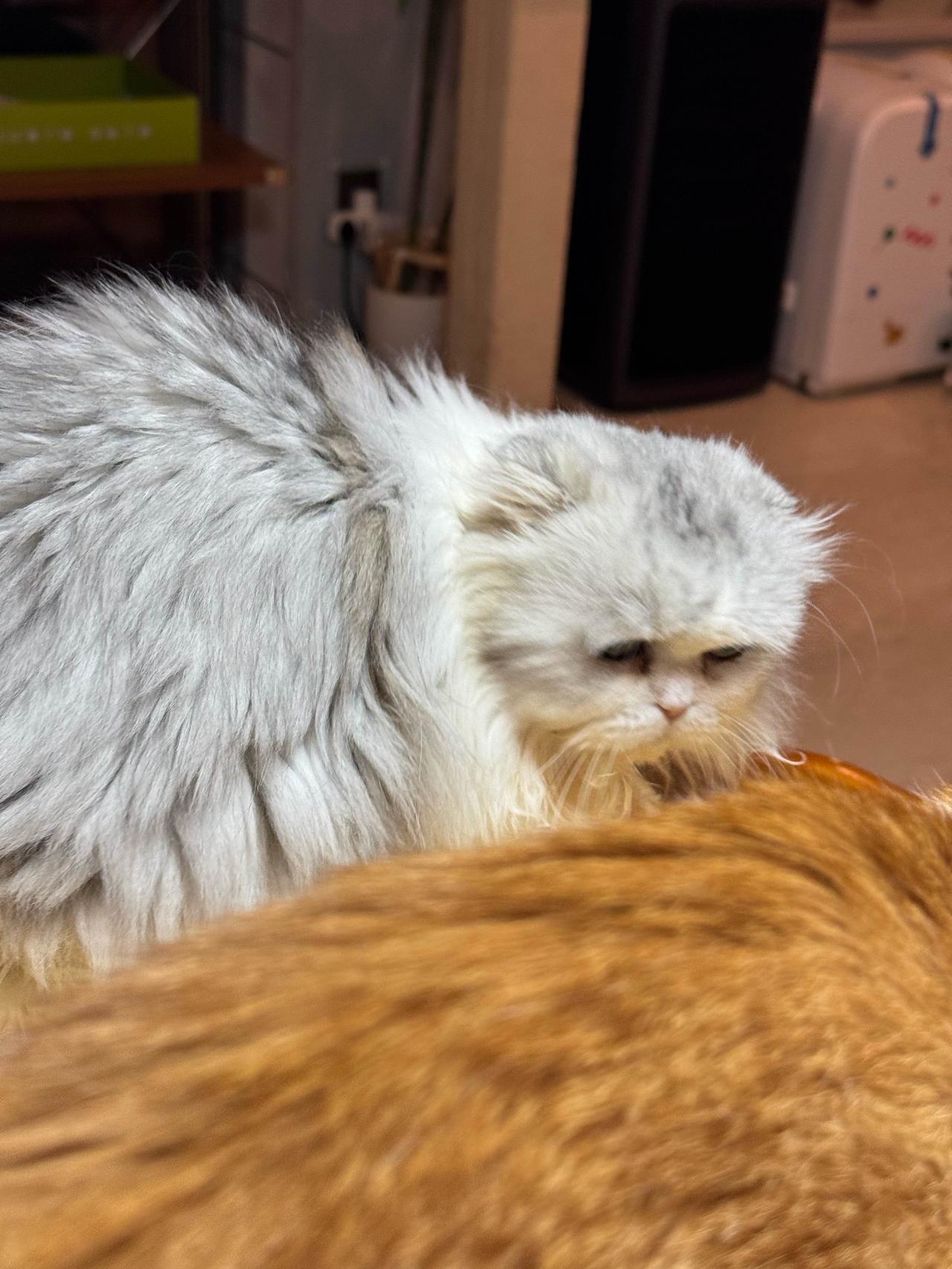 看到轩轩姐给lu发鸡胸肉，毛总勃然大怒，然后获得了冻干！