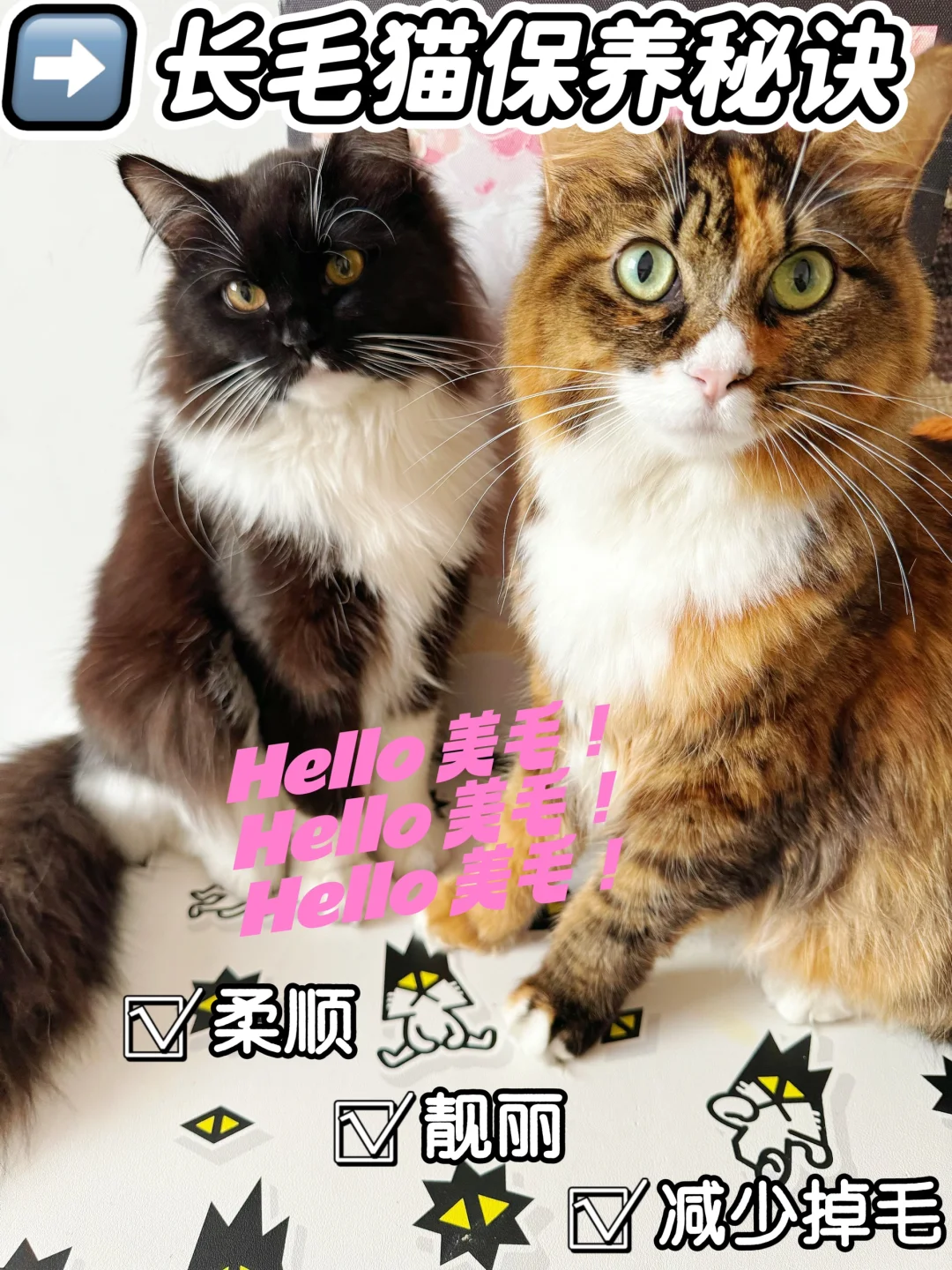 新手养猫必备技能之毛发养护篇