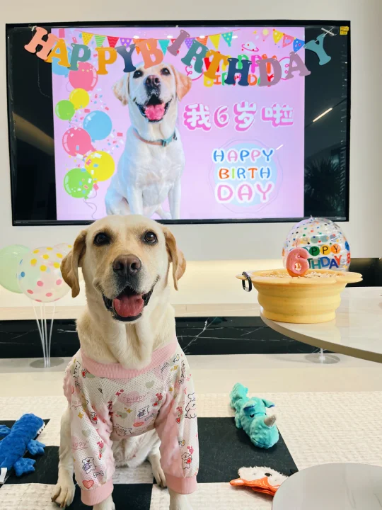 人你好！小狗今天生日🎂6岁啦～～