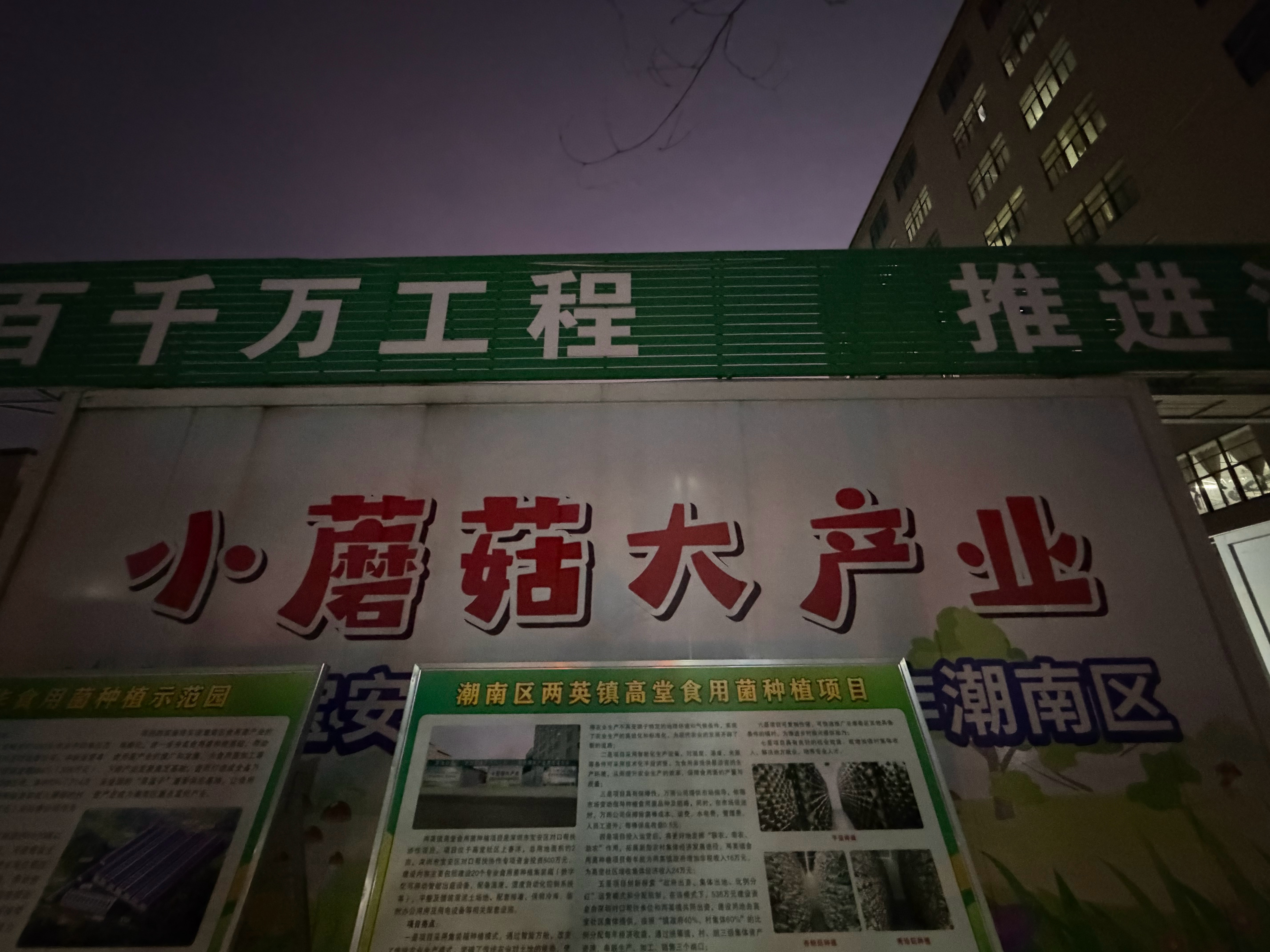 小蘑菇大产业！下午刚参观的【两英镇高堂社区食用菌产业】，晚上就吃上了 美味至极谁