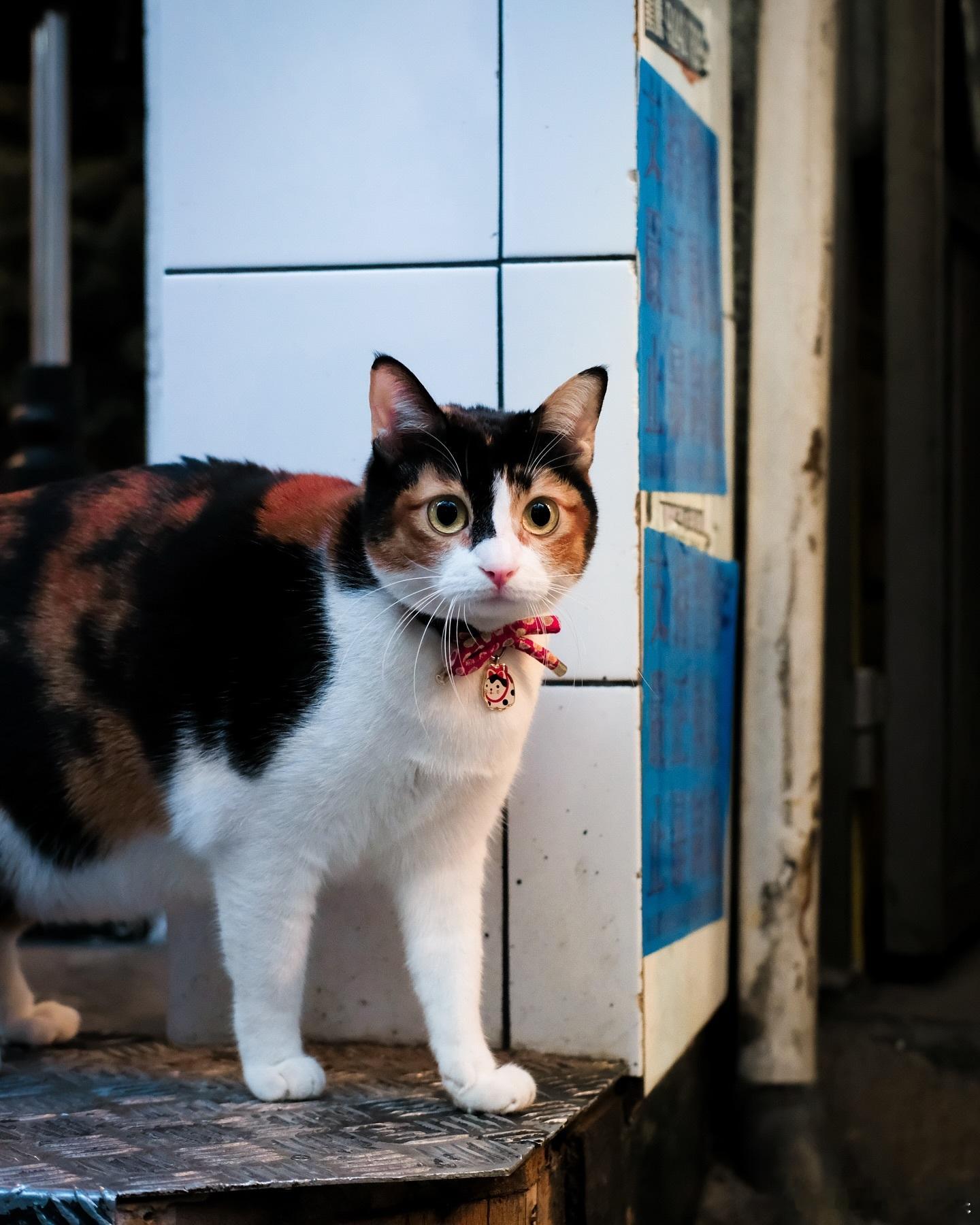 三花美猫巴斯cr：mscatandfriends 