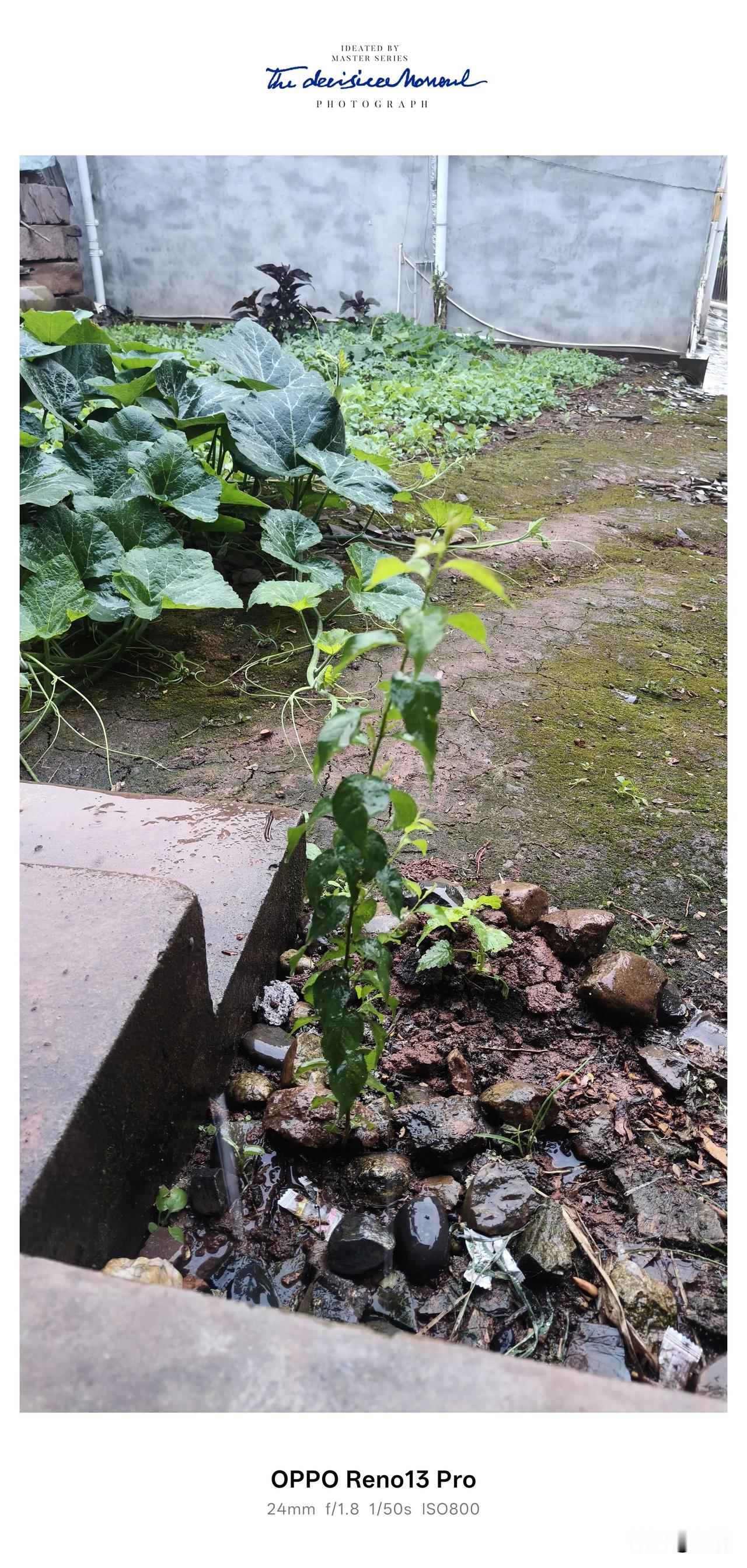下雨啦！好多天没下雨了，还有点想念下雨的日子，今天终于下雨了。看着这菜园子里的瓜