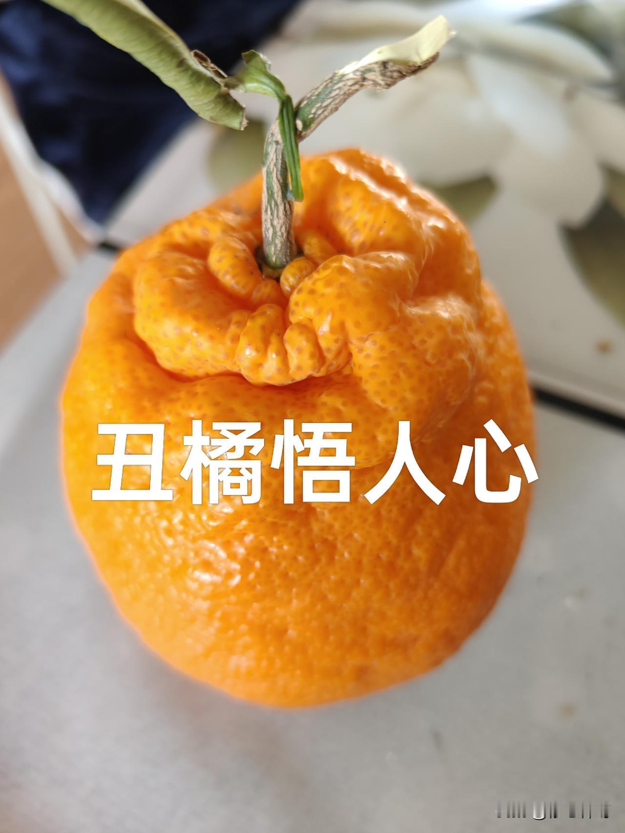 金子般的心
 前些日子吃了一次丑橘，心里颇有感触。
 
它外表粗糙不起眼，模样歪