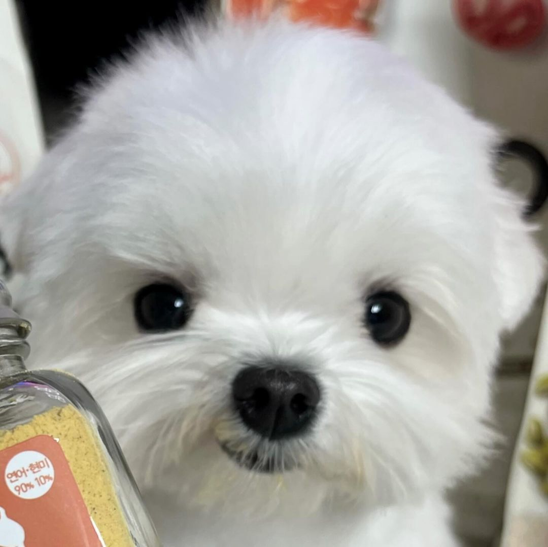 通知：小狗发自拍了 