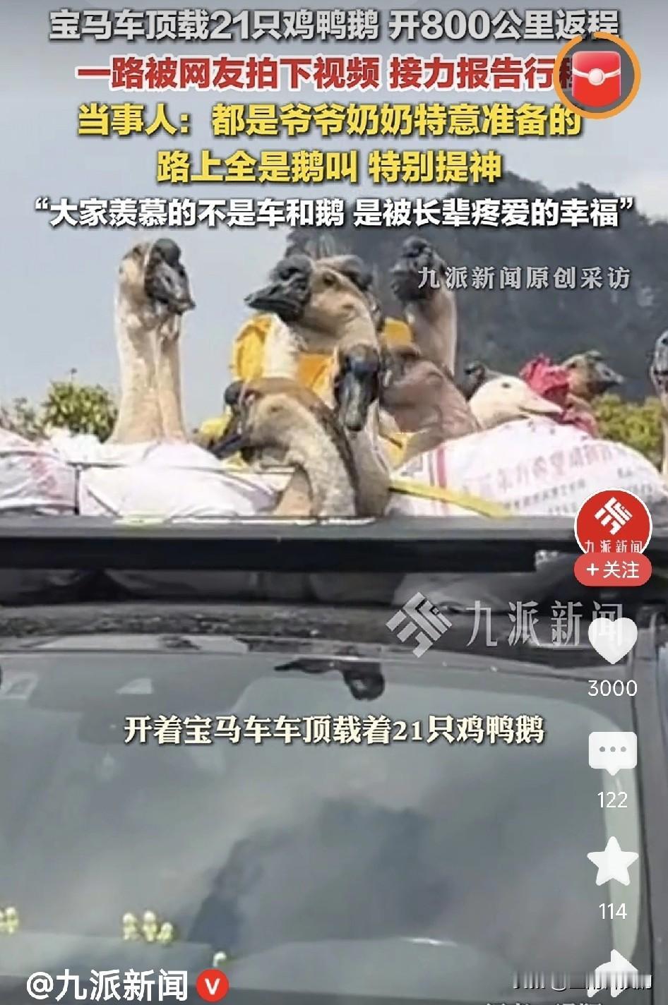 这几天网上最火的“显眼包”，必须是那辆顶着21只鸡鸭鹅跑800公里返程的宝马。你