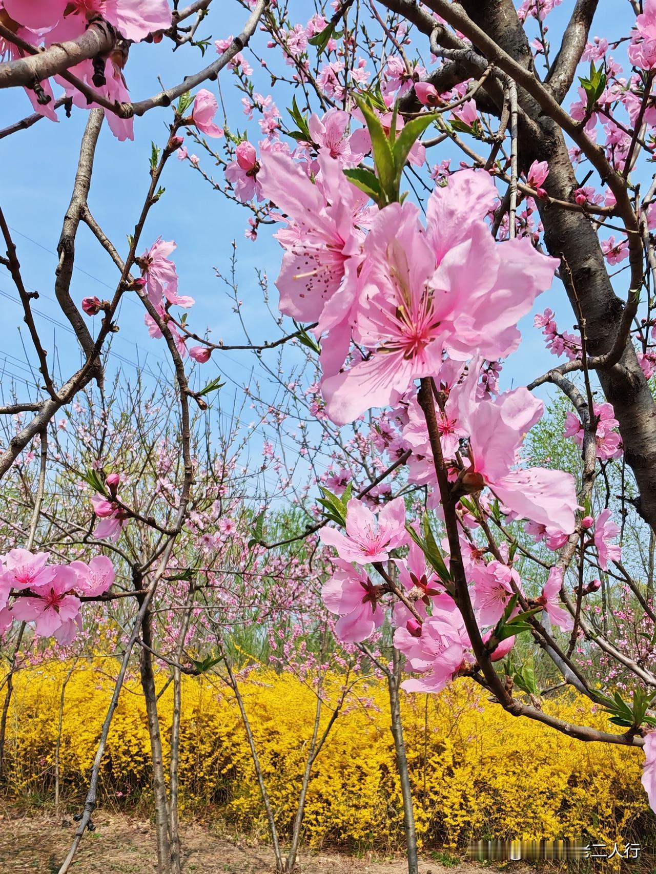 我爸九十一周岁，属猪。
我妈九十周岁，属鼠。

俩人都聋。

今天蒸好榆钱，我在