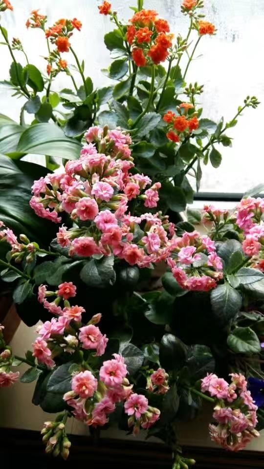 晒晒你随手一拍的花朵随手拍～