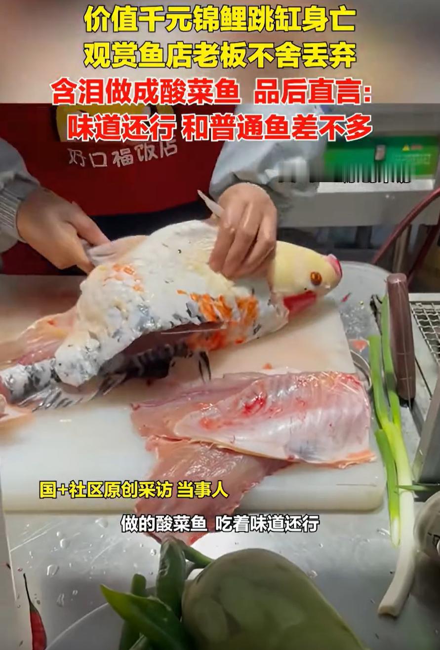 这口鱼肉可太贵了！河南南阳，一男子开了家观赏鱼店，一觉醒来发现一条价值千元的大锦