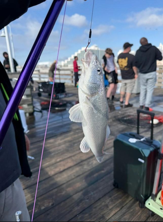 这鱼好好看啊！鱼鳞泛着白光，像一身会呼吸的银甲。

🐟 这是大西洋石首鱼，也常
