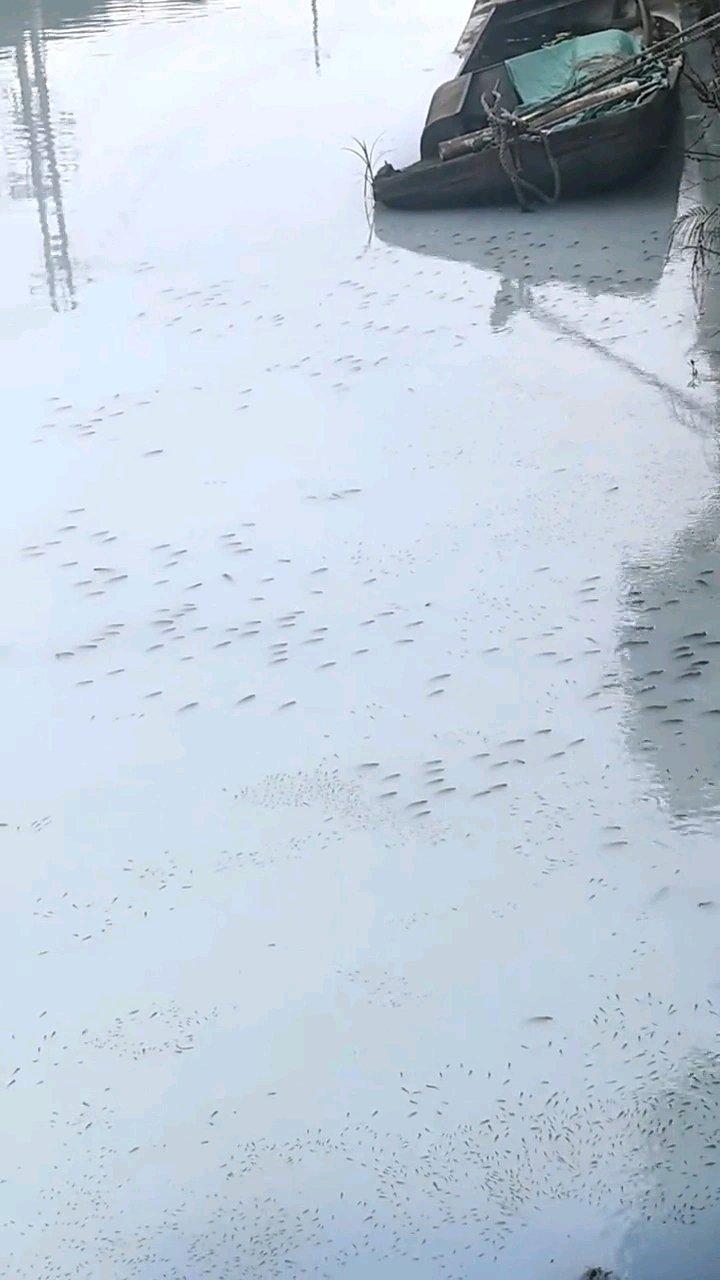 浙江温州瑞安市汀田大典下河变成“牛奶河”这事太离谱了。6月7日，某织带有限公司储