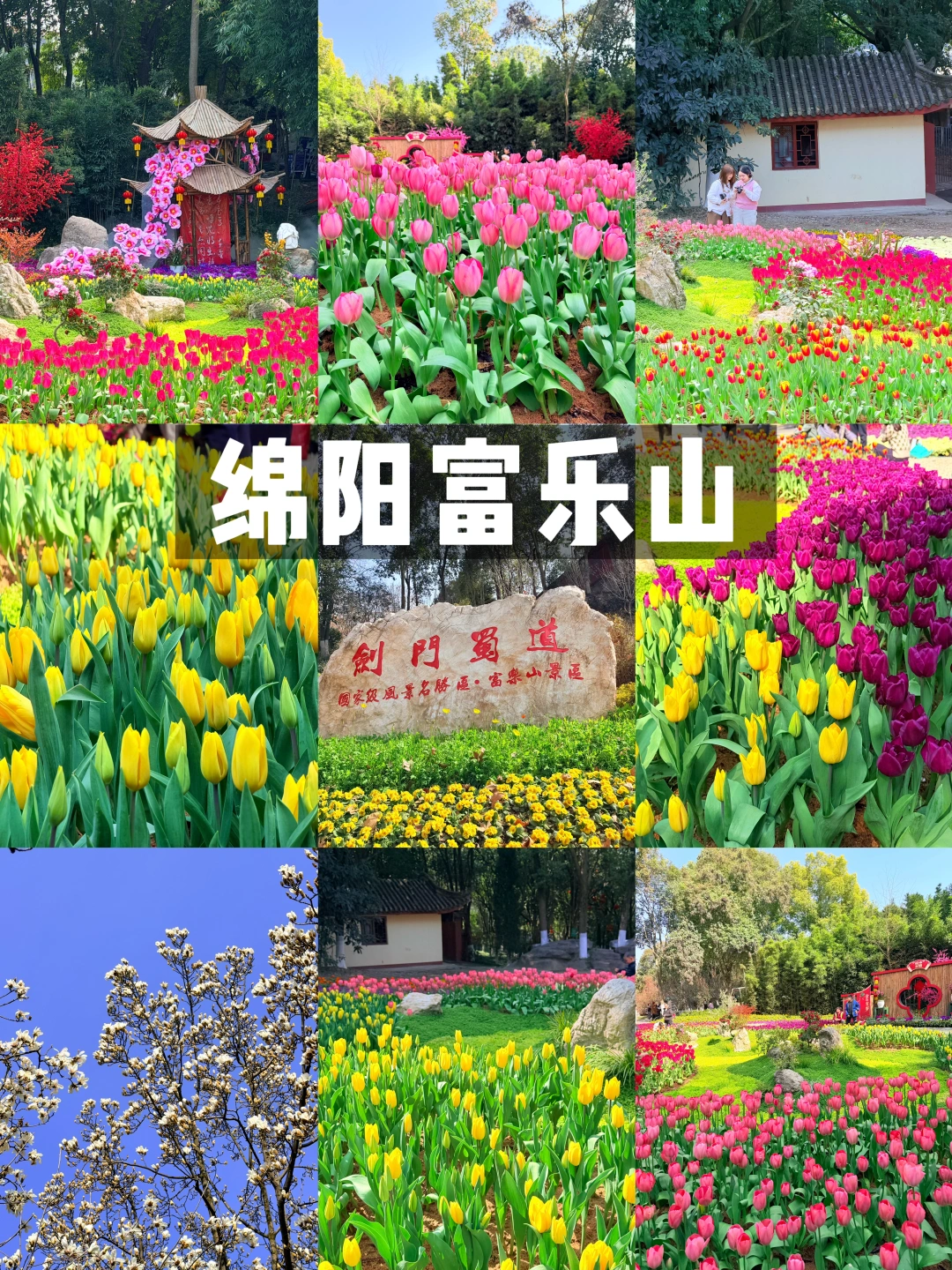 春节登高望远‼️富乐山郁金香🌸梅花开爆了